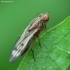 Musė - Opomyza germinationis | Fotografijos autorius : Vidas Brazauskas | © Macronature.eu | Macro photography web site