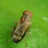 Grass fly - Opomyza germinationis | Fotografijos autorius : Vidas Brazauskas | © Macronature.eu | Macro photography web site