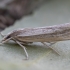 Grass Moth - Ancylolomia inornata ♂ | Fotografijos autorius : Žilvinas Pūtys | © Macrogamta.lt | Šis tinklapis priklauso bendruomenei kuri domisi makro fotografija ir fotografuoja gyvąjį makro pasaulį.