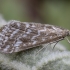 Grass moth - Evergestis frumentalis | Fotografijos autorius : Žilvinas Pūtys | © Macronature.eu | Macro photography web site