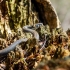 Grass snake | Natrix natrix | Fotografijos autorius : Darius Baužys | © Macronature.eu | Macro photography web site