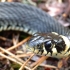 Grass snake - Natrix natrix | Fotografijos autorius : Romas Ferenca | © Macronature.eu | Macro photography web site