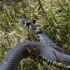 Grass snake - Natrix natrix | Fotografijos autorius : Vytautas Gluoksnis | © Macronature.eu | Macro photography web site