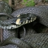 Grass snake - Natrix natrix | Fotografijos autorius : Gintautas Steiblys | © Macronature.eu | Macro photography web site