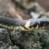 Grass snake - Natrix natrix | Fotografijos autorius : Gintautas Steiblys | © Macronature.eu | Macro photography web site