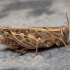 Short-horned Grasshopper - Acorypha sp. ♀ | Fotografijos autorius : Žilvinas Pūtys | © Macrogamta.lt | Šis tinklapis priklauso bendruomenei kuri domisi makro fotografija ir fotografuoja gyvąjį makro pasaulį.
