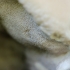 Greasy bracket - Aurantiporus fissilis | Fotografijos autorius : Darius Baužys | © Macronature.eu | Macro photography web site