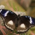 Great Eggfly - Hypolimnas bolina ♂ | Fotografijos autorius : Gintautas Steiblys | © Macronature.eu | Macro photography web site