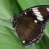 Great Eggfly - Hypolimnas bolina | Fotografijos autorius : Gintautas Steiblys | © Macronature.eu | Macro photography web site