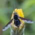 Greater bee fly  - Bombylius major ♀ | Fotografijos autorius : Žilvinas Pūtys | © Macronature.eu | Macro photography web site