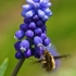 Greater bee fly - Bombylius major  | Fotografijos autorius : Lukas Jonaitis | © Macronature.eu | Macro photography web site