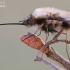 Greater bee fly - Bombylius major  | Fotografijos autorius : Arūnas Eismantas | © Macronature.eu | Macro photography web site