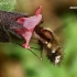 Greater bee fly - Bombylius major  | Fotografijos autorius : Gintautas Steiblys | © Macronature.eu | Macro photography web site