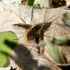 Greater bee fly - Bombylius major  | Fotografijos autorius : Rasa Gražulevičiūtė | © Macronature.eu | Macro photography web site