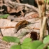 Greater bee fly - Bombylius major | Fotografijos autorius : Vytautas Tamutis | © Macronature.eu | Macro photography web site