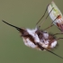 Greater bee fly - Bombylius major | Fotografijos autorius : Zita Gasiūnaitė | © Macronature.eu | Macro photography web site