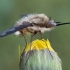 Greater bee fly - Bombylius major | Fotografijos autorius : Žilvinas Pūtys | © Macronature.eu | Macro photography web site