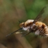 Greater bee fly - Bombylius major | Fotografijos autorius : Gintautas Steiblys | © Macronature.eu | Macro photography web site