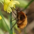 Greater bee fly - Bombylus major | Fotografijos autorius : Gintautas Steiblys | © Macronature.eu | Macro photography web site