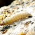Greater wax moth - Galleria mellonella, catterpilar | Fotografijos autorius : Romas Ferenca | © Macronature.eu | Macro photography web site