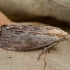 Greater wax moth - Galleria mellonella | Fotografijos autorius : Žilvinas Pūtys | © Macronature.eu | Macro photography web site