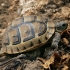 Greek tortoise - Testudo graeca, juv. | Fotografijos autorius : Gintautas Steiblys | © Macronature.eu | Macro photography web site