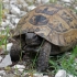 Greek tortoise - Testudo graeca | Fotografijos autorius : Gintautas Steiblys | © Macronature.eu | Macro photography web site