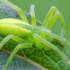 Green Huntsman spider | Micrommata virescens | Fotografijos autorius : Darius Baužys | © Macronature.eu | Macro photography web site