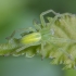 Green Huntsman spider - Micrommata virescens ♀ | Fotografijos autorius : Žilvinas Pūtys | © Macronature.eu | Macro photography web site