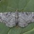 Green Pug - Pasiphila rectangulata | Fotografijos autorius : Žilvinas Pūtys | © Macronature.eu | Macro photography web site