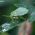 Green Shieldbug - Palomena prasina, nymph | Fotografijos autorius : Žilvinas Pūtys | © Macronature.eu | Macro photography web site