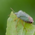 Green Shieldbug | Palomena prasina | Fotografijos autorius : Darius Baužys | © Macronature.eu | Macro photography web site