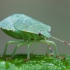 Green Shieldbug - Palomena prasina, nymph | Fotografijos autorius : Žilvinas Pūtys | © Macronature.eu | Macro photography web site