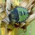 Green Shieldbug - Palomena prasina, nymph | Fotografijos autorius : Romas Ferenca | © Macronature.eu | Macro photography web site