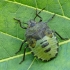 Green Shieldbug - Palomena prasina, nymph | Fotografijos autorius : Darius Baužys | © Macronature.eu | Macro photography web site