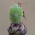 Green Shieldbug - Palomena prasina, nymph | Fotografijos autorius : Žilvinas Pūtys | © Macronature.eu | Macro photography web site