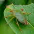 Green Shieldbug - Palomena prasina | Fotografijos autorius : Romas Ferenca | © Macronature.eu | Macro photography web site