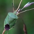 Green Shieldbug - Palomena prasina | Fotografijos autorius : Vilius Grigaliūnas | © Macronature.eu | Macro photography web site