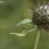 Green Shieldbug - Palomena prasina | Fotografijos autorius : Vilius Grigaliūnas | © Macronature.eu | Macro photography web site