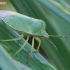 Green Shieldbug - Palomena prasina | Fotografijos autorius : Gediminas Gražulevičius | © Macronature.eu | Macro photography web site