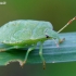 Green Shieldbug - Palomena prasina | Fotografijos autorius : Gediminas Gražulevičius | © Macronature.eu | Macro photography web site