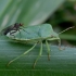 Green Shieldbug - Palomena prasina | Fotografijos autorius : Romas Ferenca | © Macronature.eu | Macro photography web site