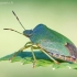 Green Shieldbug - Palomena prasina | Fotografijos autorius : Gediminas Gražulevičius | © Macronature.eu | Macro photography web site