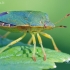 Green Shieldbug - Palomena prasina | Fotografijos autorius : Gediminas Gražulevičius | © Macronature.eu | Macro photography web site