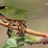 Green Shieldbug - Palomena prasina | Fotografijos autorius : Arūnas Eismantas | © Macronature.eu | Macro photography web site