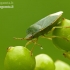 Medinė skydblakė - Palomena prasina | Fotografijos autorius : Darius Baužys | © Macronature.eu | Macro photography web site