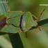 Green Shieldbug - Palomena prasina | Fotografijos autorius : Darius Baužys | © Macronature.eu | Macro photography web site