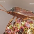 Green Shieldbug - Palomena prasina | Fotografijos autorius : Arūnas Eismantas | © Macronature.eu | Macro photography web site