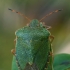 Green Shieldbug - Palomena prasina | Fotografijos autorius : Gintautas Steiblys | © Macronature.eu | Macro photography web site