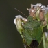 Green Shieldbug - Palomena prasina | Fotografijos autorius : Darius Baužys | © Macronature.eu | Macro photography web site